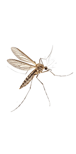 توربينات رياح