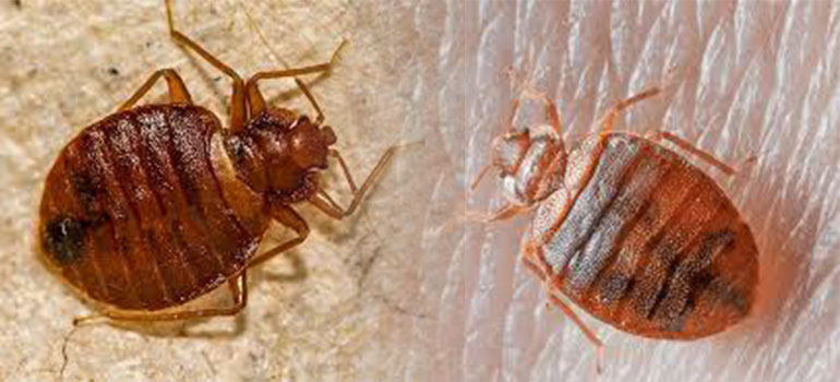 Bed Bugs