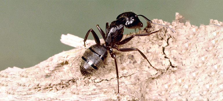 Carpenter Ants